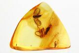 Fossil Moth Fly, Fungus Gnat, Fly, and Springtail in Baltic Amber #357700-1